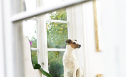 Perro en vivienda habitada - Securitas Direct Perro en vivienda habitada - Securitas Direct